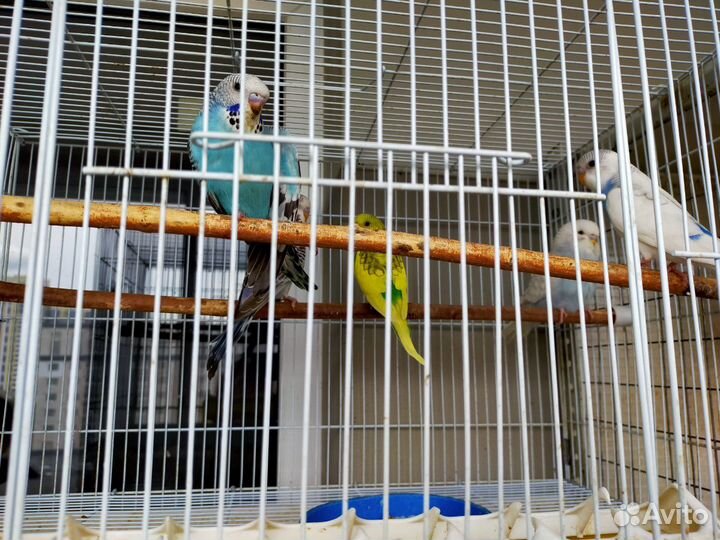 Продаются попугаи