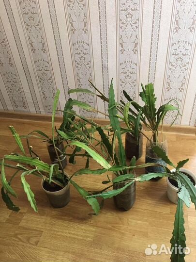 Комнатное растение.Эпифиллум