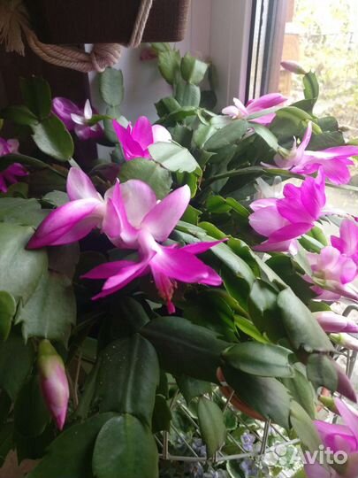 Декабрист шлюмбергера