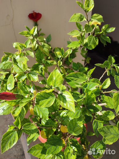 Гибискус китайская роза