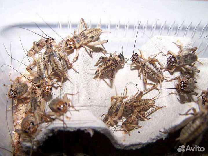 Сверчки живые на корм