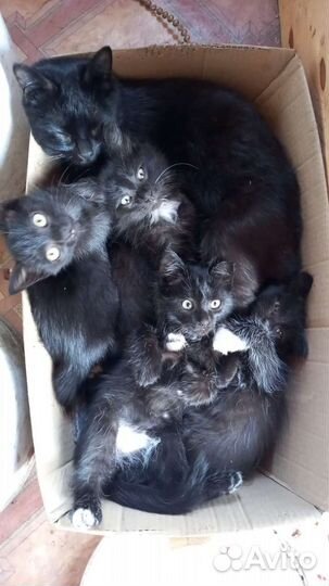 Кошка в дар