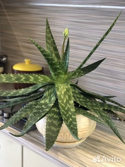 Цветок алое