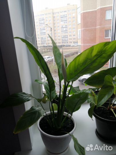 Спатифиллум женское счастье