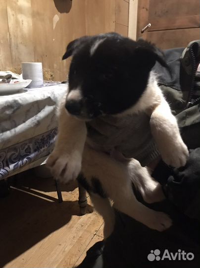 Щенки карельская медвежья лайка