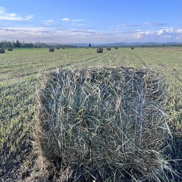 Продам сено в рулонах