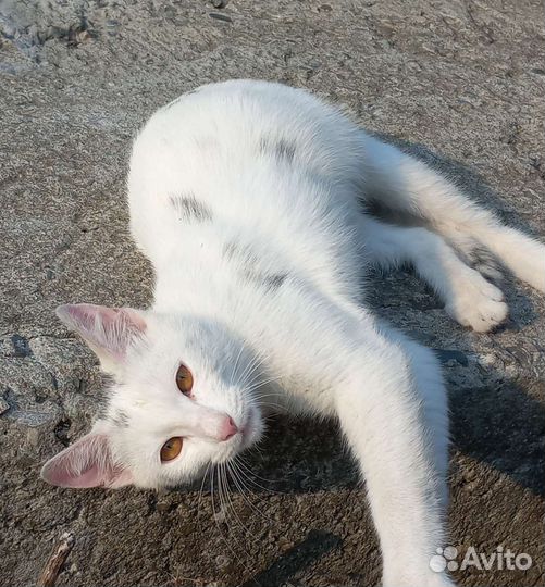 Кошки в добрые руки