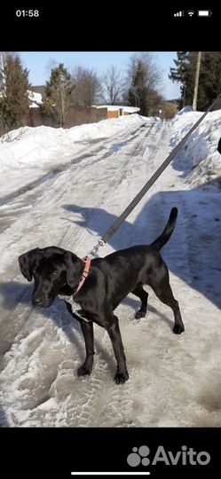 Кнопа из приюта ищет семью