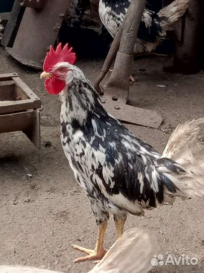Петухи Леггорн долматинец