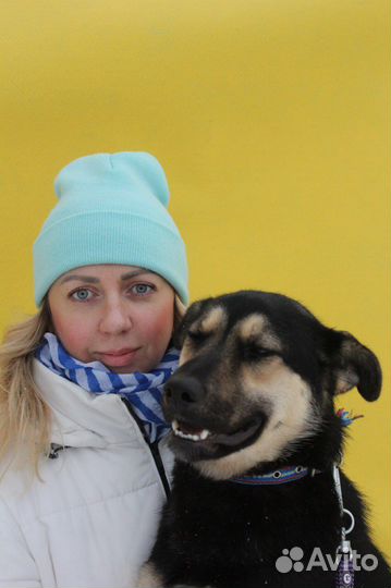 Веселая молодая собака ждет вас