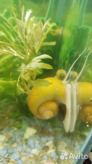 Улитки ампулярии для аквариума