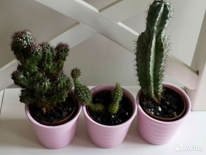 Кактусы в горшках IKEA