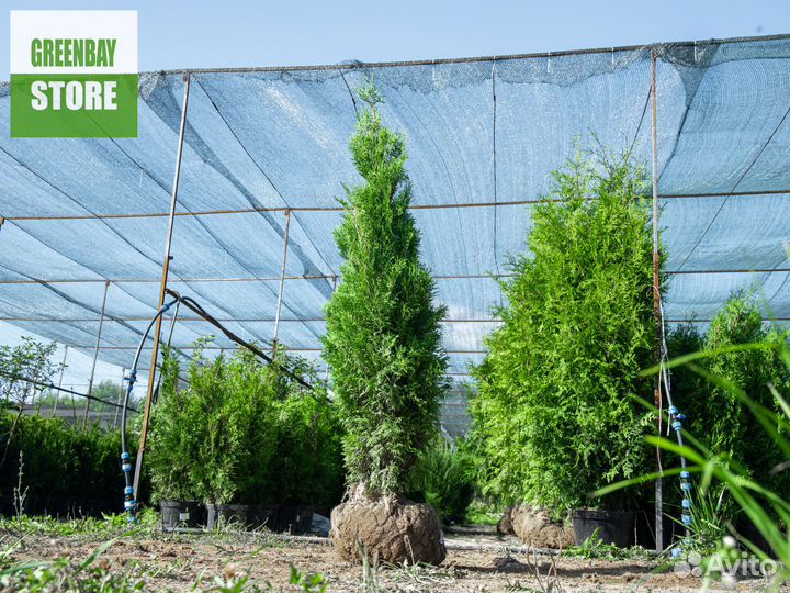 Туя колумна 1,6 м свежая копка 2023