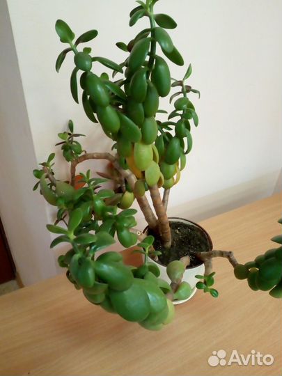 Фикус, бегония и др