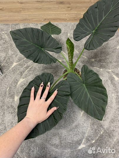 Клубни Алоказия Регал Шилдс, Серебряный дракон