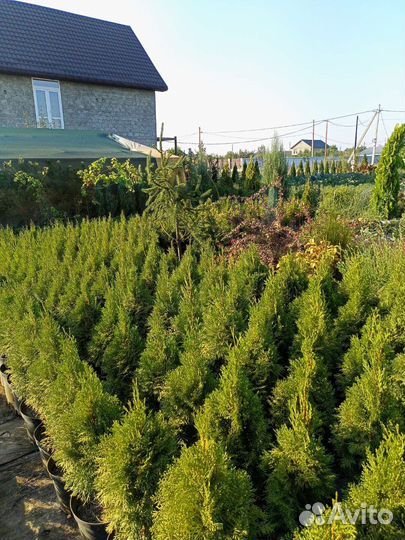 Туя смарагд