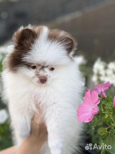 Щенки померанского шпица