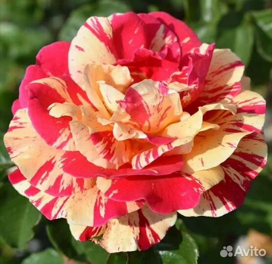 Роза плетистая Ванилла фрейз ароматная крупная