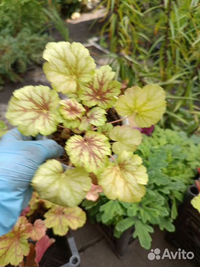 Саженцы гейхеры