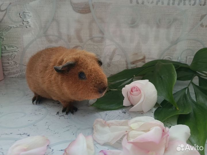 Морская свинка ам. Тедди