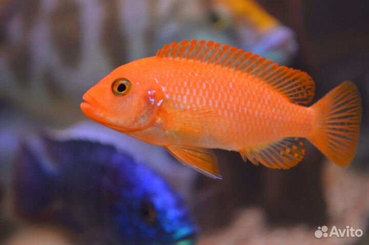 Рыбы цихлиды