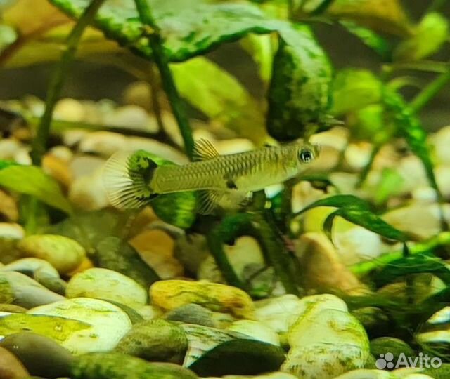 Гуппи самки, самцы