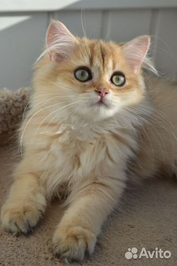Котята золотая шиншилла