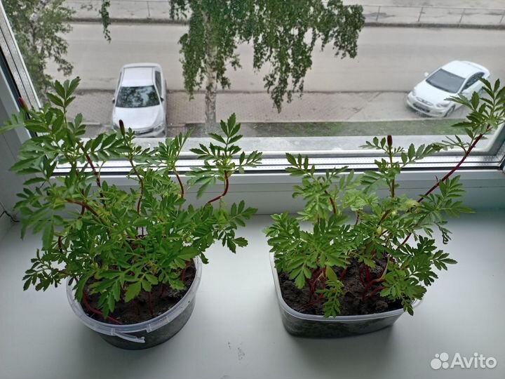 Рассада бархатцы