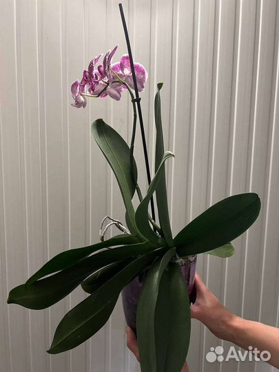 Орхидея фаленопсис