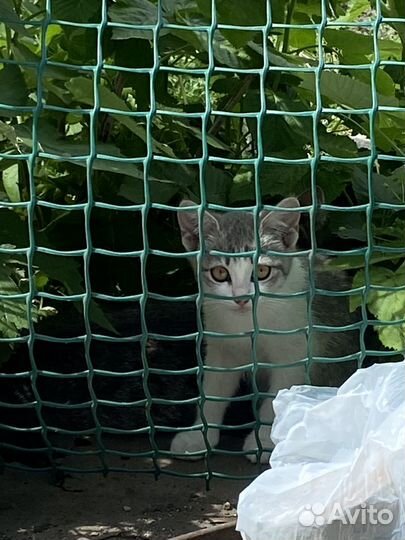 Котята 2 месяца