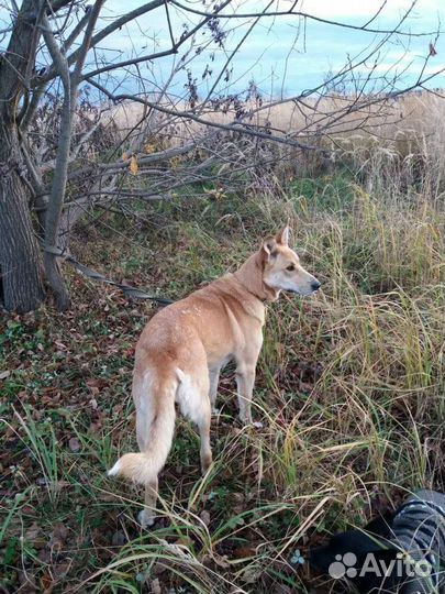 Собака Линда