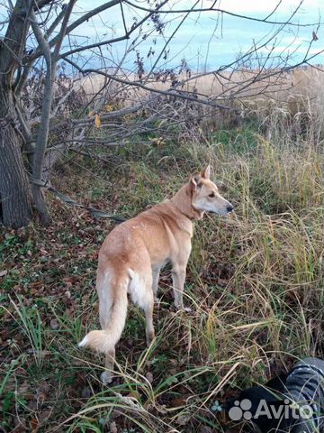 Собака Линда