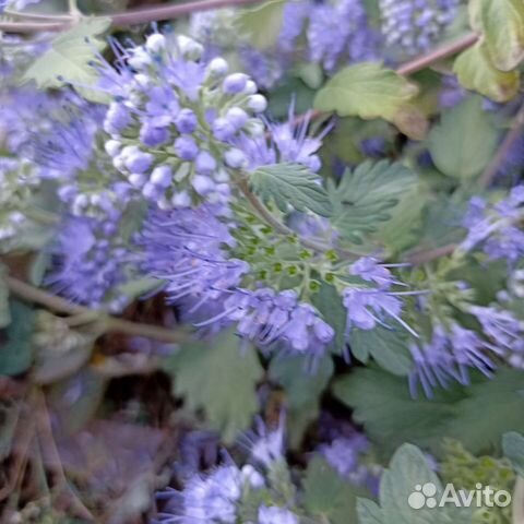 Кареоптерис