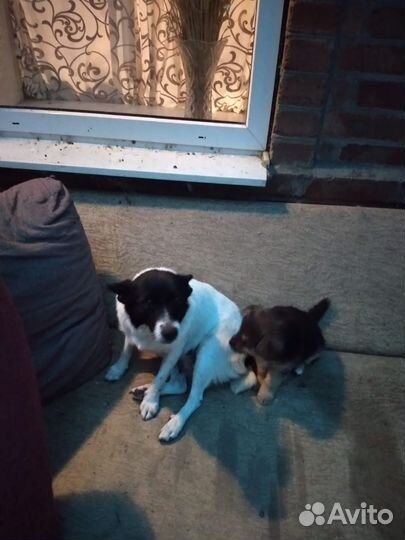 Собака в добрые руки щенок