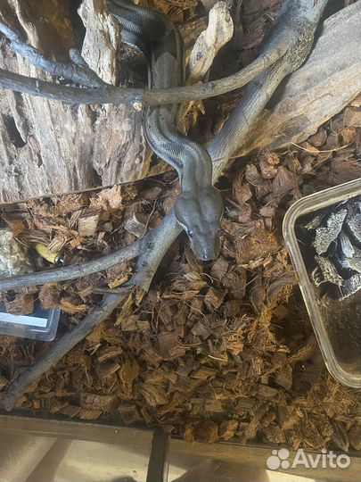 Императорский удав