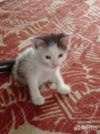 Кошка в дар бесплатно