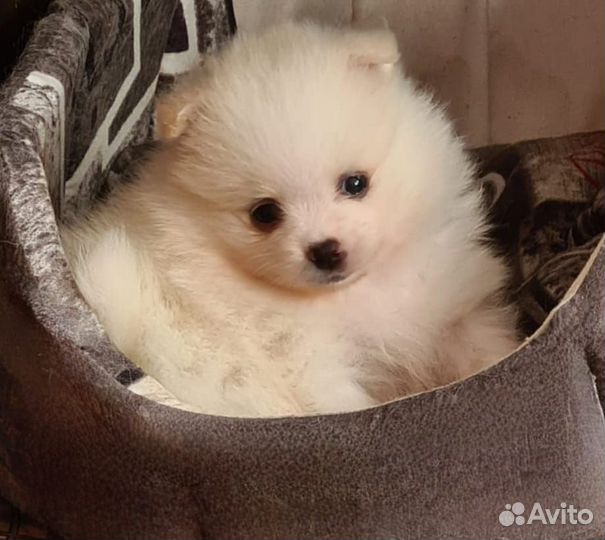 Щенки шпица