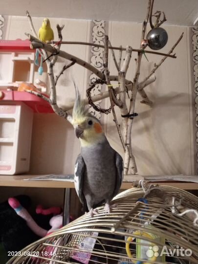 Попугай корелла с клеткой