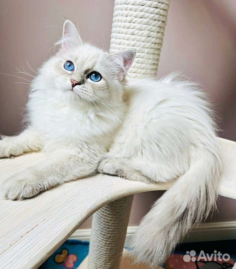 Невские маскарадные котята