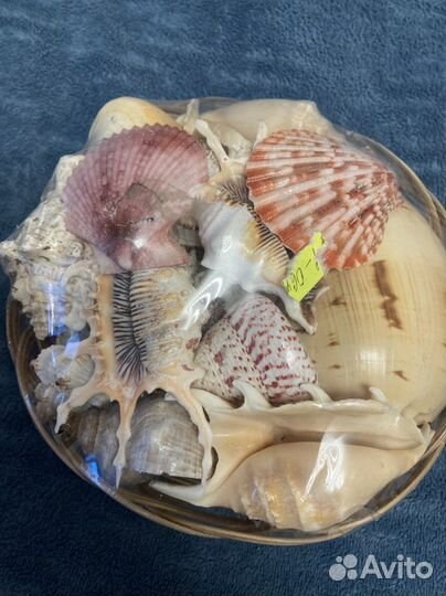 Набор ракушек