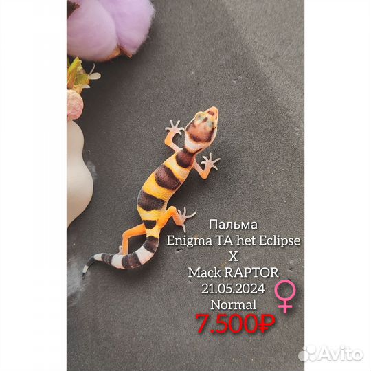 Малыши эублефаров