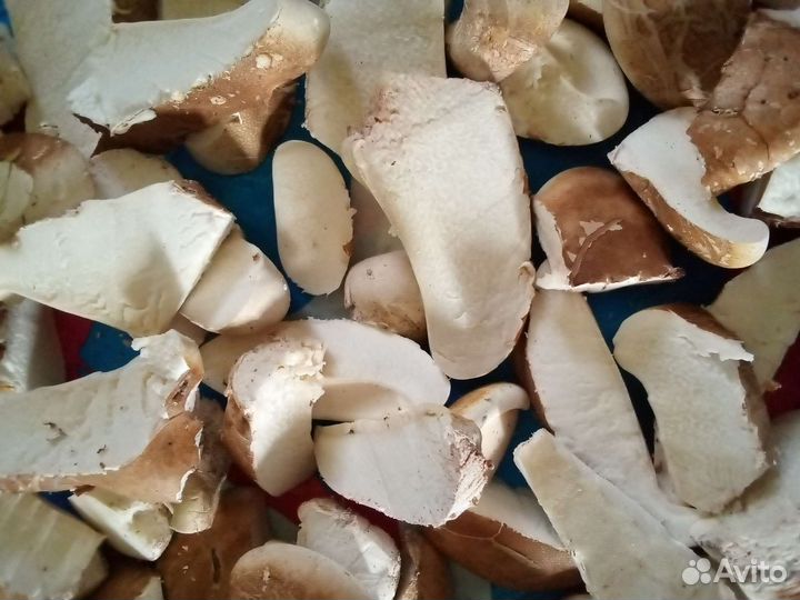 Продаю семена подорожника и лопуха для посадки