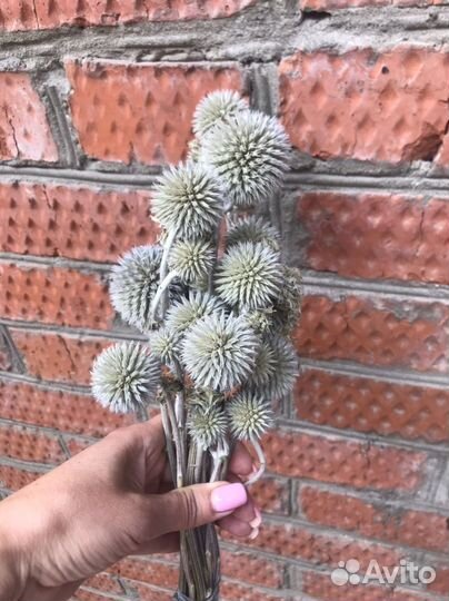 Сухоцвет эхинопс мини натуральный