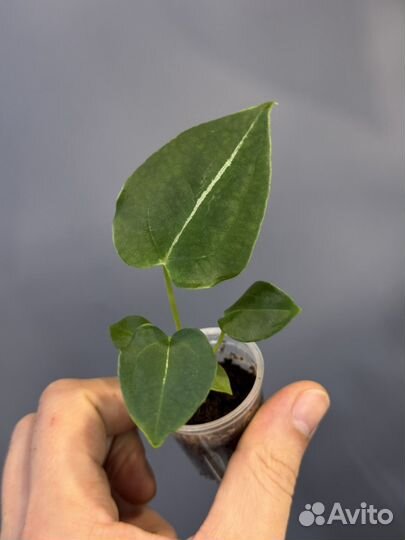 Антуриум форгети