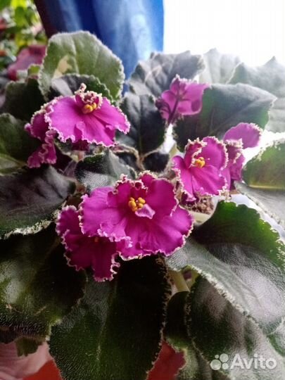 Фиалки детки