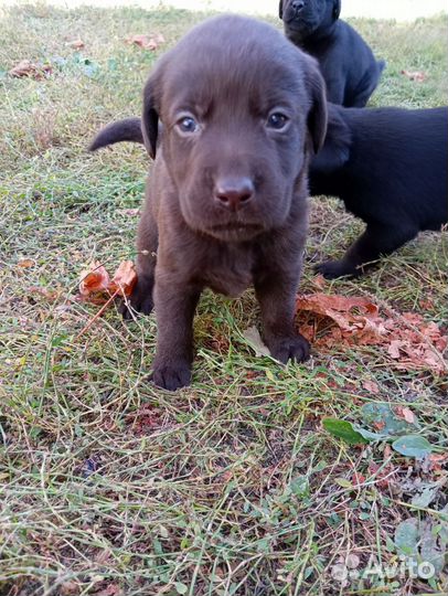 Щенки лабрадора