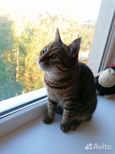 Луна ищет дом