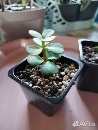 Суккуленты