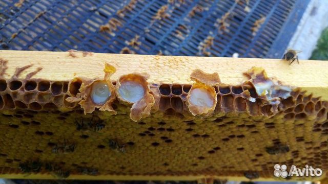 Маточное молочко