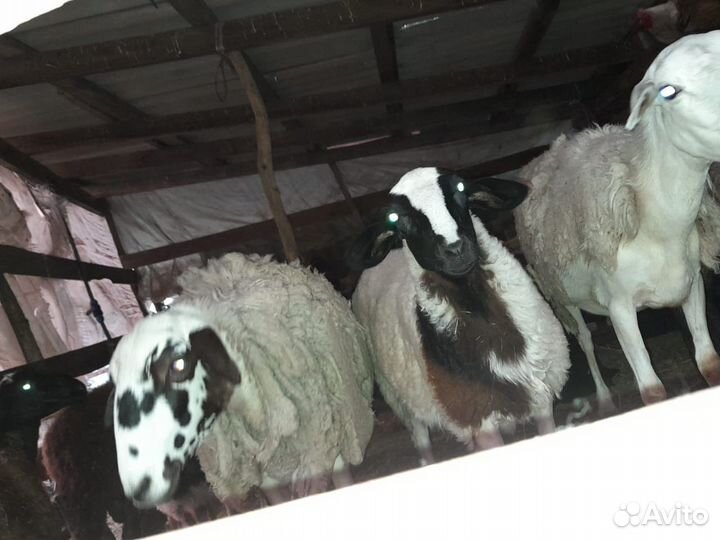 Овцы бараны